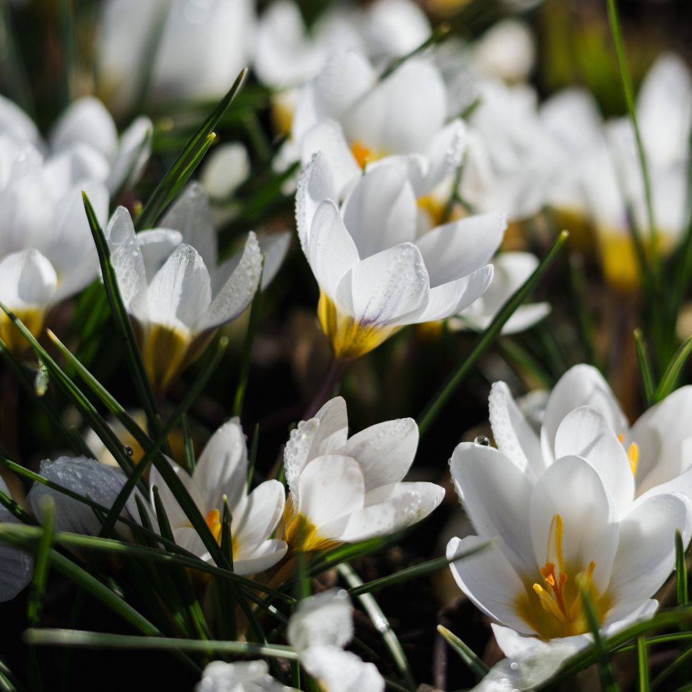 Crocus 'Jeanne d'Arc' (krokus, 10 stuks) BIO