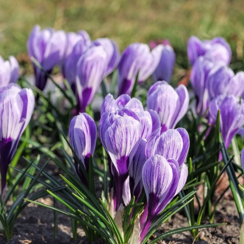 Crocus 'King of the Striped' (krokus, 10 stuks) BIO