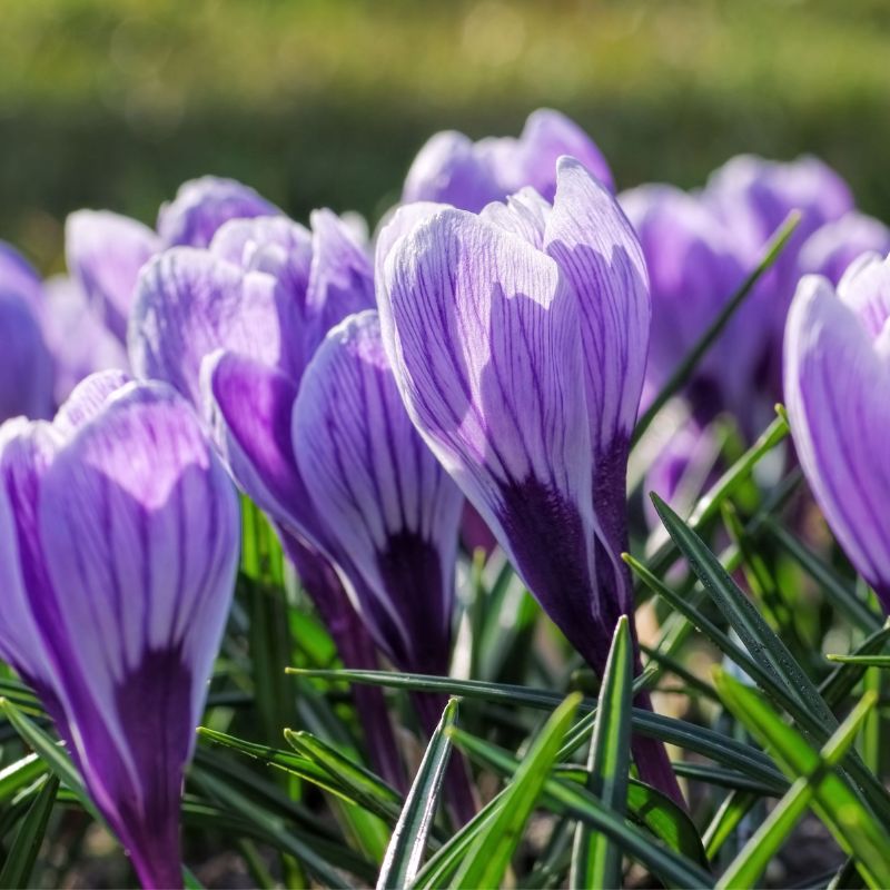 Crocus 'King of the Striped' (krokus, 10 stuks) BIO