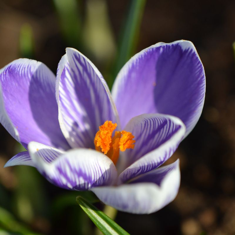 Crocus 'King of the Striped' (krokus, 10 stuks) BIO