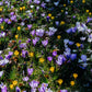 Crocus mix (krokus, 35 stuks) BIO
