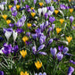 Crocus mix (krokus, 35 stuks) BIO
