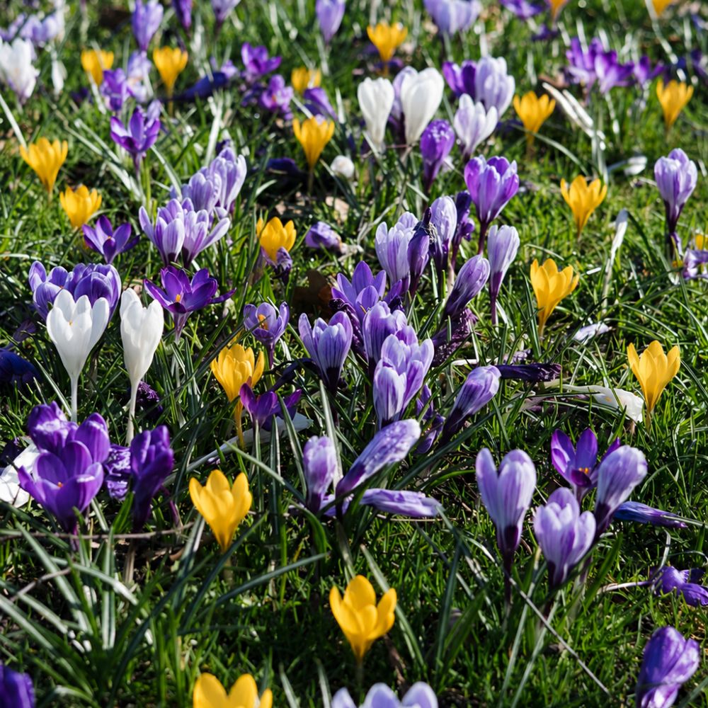 Crocus mix (krokus, 35 stuks) BIO