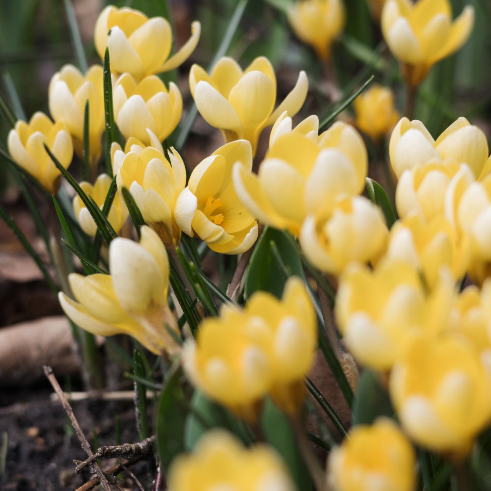 Crocus 'Romance' (krokus, 10 stuks) BIO