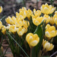 Crocus 'Romance' (krokus, 10 stuks) BIO