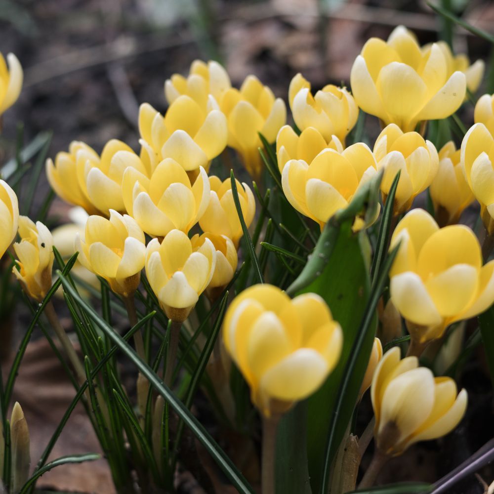 Crocus 'Romance' (krokus, 10 stuks) BIO