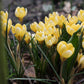 Crocus 'Romance' (krokus, 10 stuks) BIO