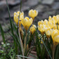 Crocus 'Romance' (krokus, 10 stuks) BIO