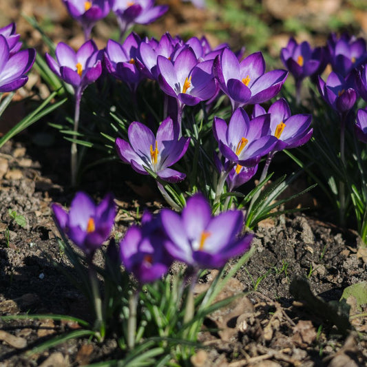Crocus 'Flower Record' (krokus, 10 stuks) BIO