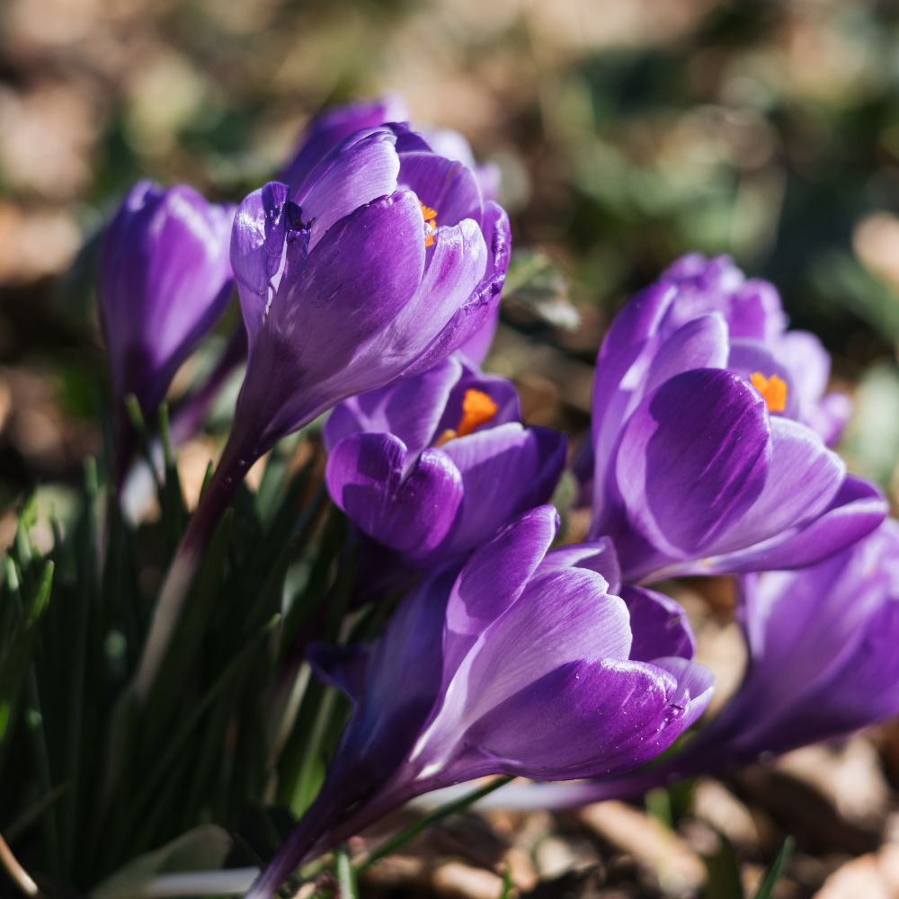 Crocus 'Flower Record' (krokus, 10 stuks) BIO