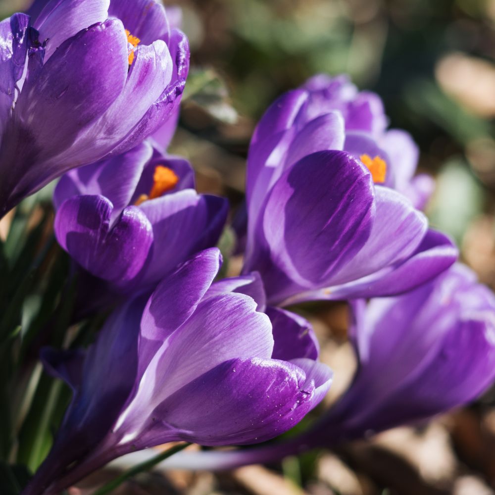 Crocus 'Flower Record' (krokus, 10 stuks) BIO