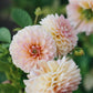 Plukbundel 'Pastel Shades' - Compleet boeket met eenjarigen en dahlia's