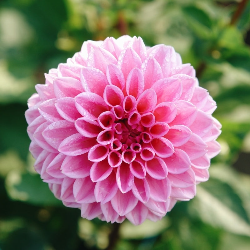 Dahliabundel 'Best of Pink'