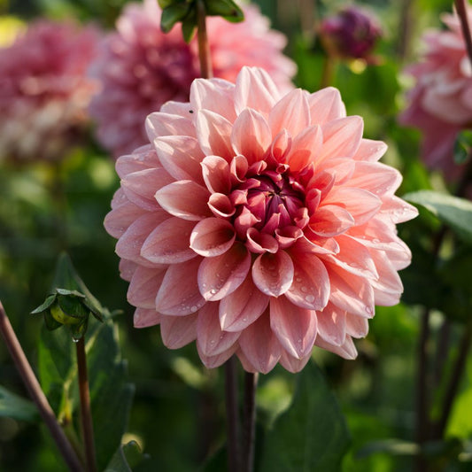 Dahlia 'Anne Claire'