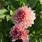 Dahlia 'Anne Claire'