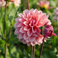 Dahlia 'Anne Claire'
