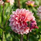 Dahlia 'Anne Claire'