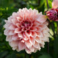 Dahlia 'Anne Claire'