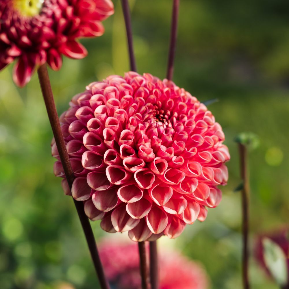 Dahlia 'Ariston'
