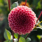 Dahlia 'Ariston'