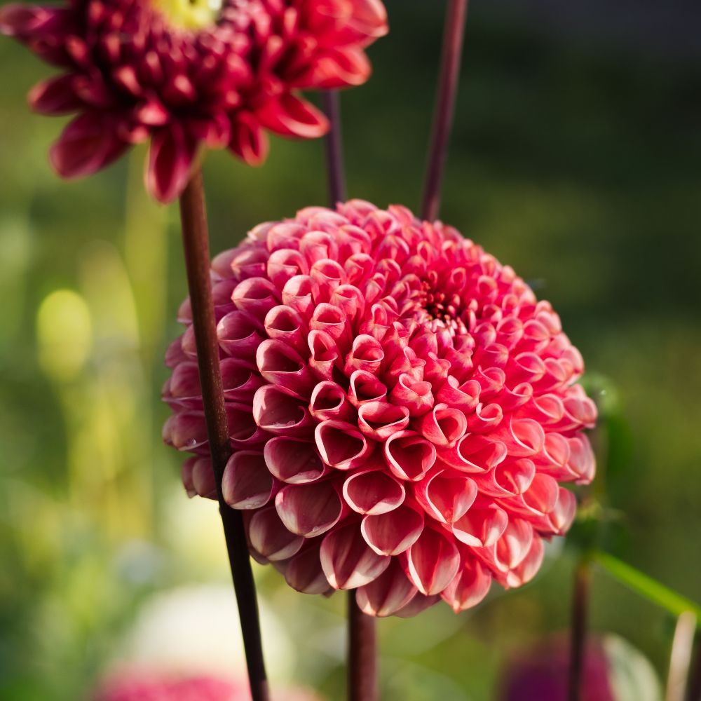 Dahlia 'Ariston'