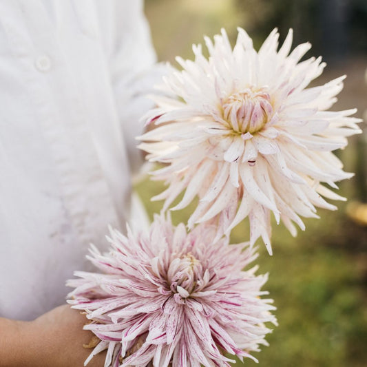 Dahlia 'Avignon' BIO