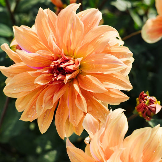 Dahlia 'Babylon Brons'