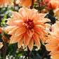 Dahlia 'Babylon Brons'