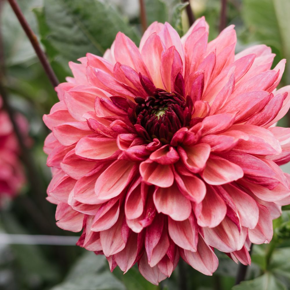 Dahlia 'Bacardi'