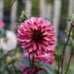 Dahlia 'Bacardi'