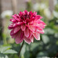 Dahlia 'Bacardi'