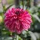 Dahlia 'Bacardi'