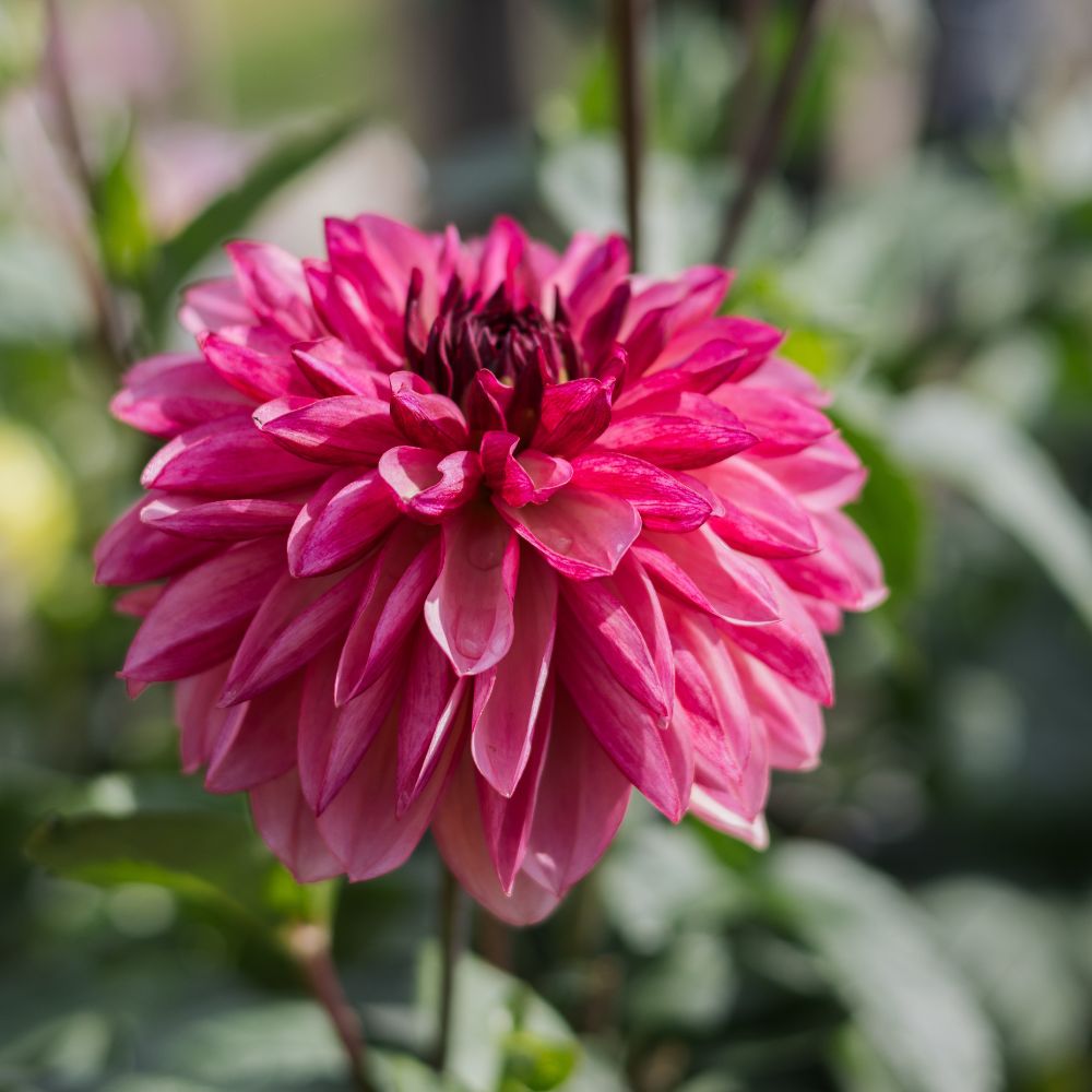 Dahlia 'Bacardi'