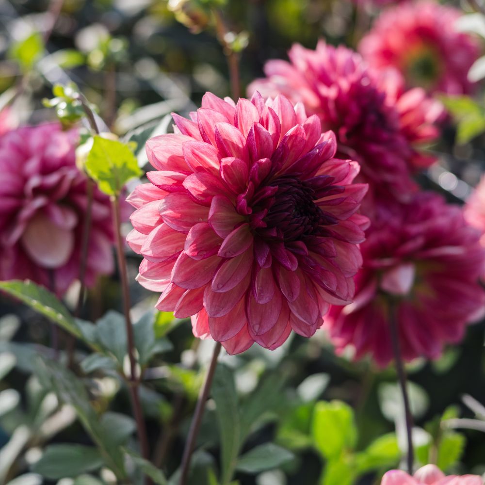 Dahlia 'Bacardi'