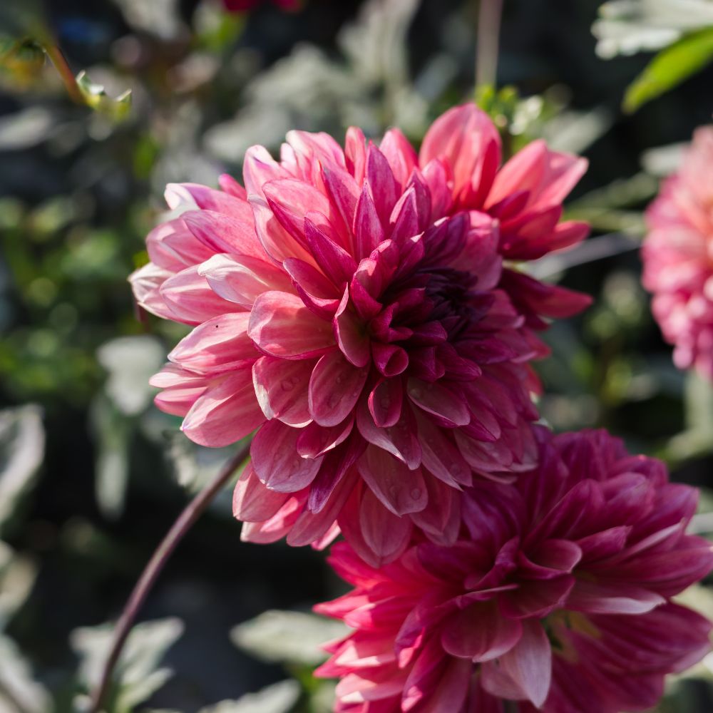Dahlia 'Bacardi'