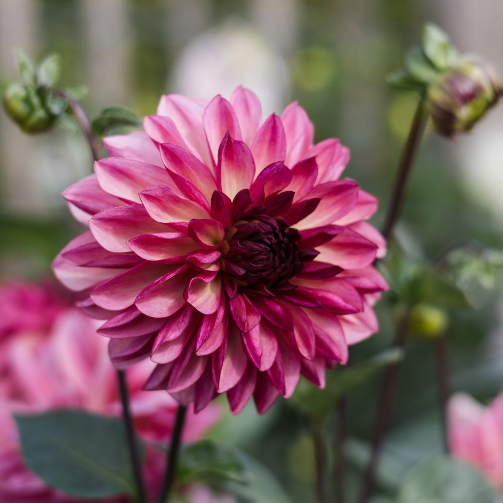 Dahlia 'Bacardi'