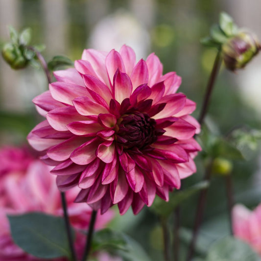 Dahlia 'Bacardi'