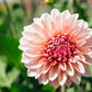 Dahlia 'Beauty Queen'