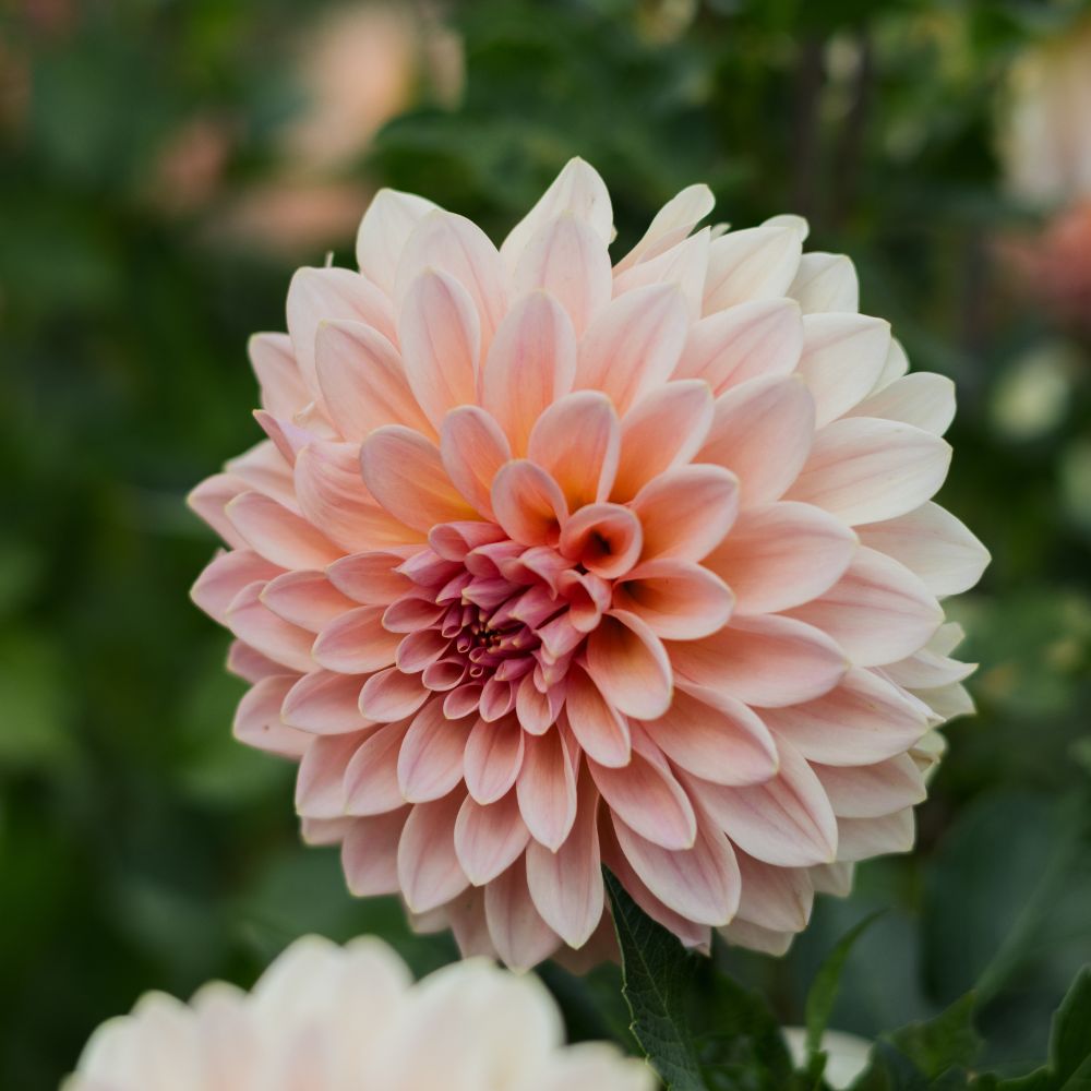 Dahlia 'Beauty Queen'
