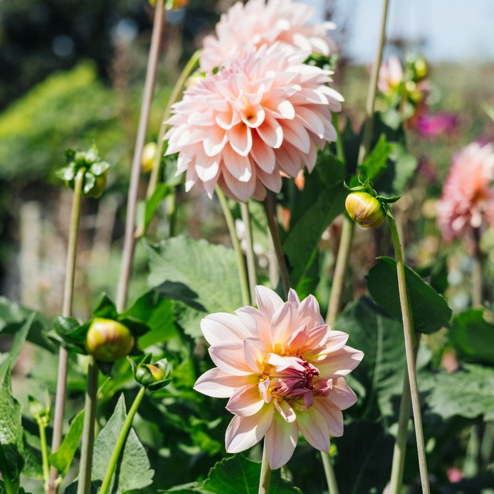 Dahlia 'Beauty Queen'