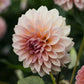 Dahlia 'Beauty Queen'
