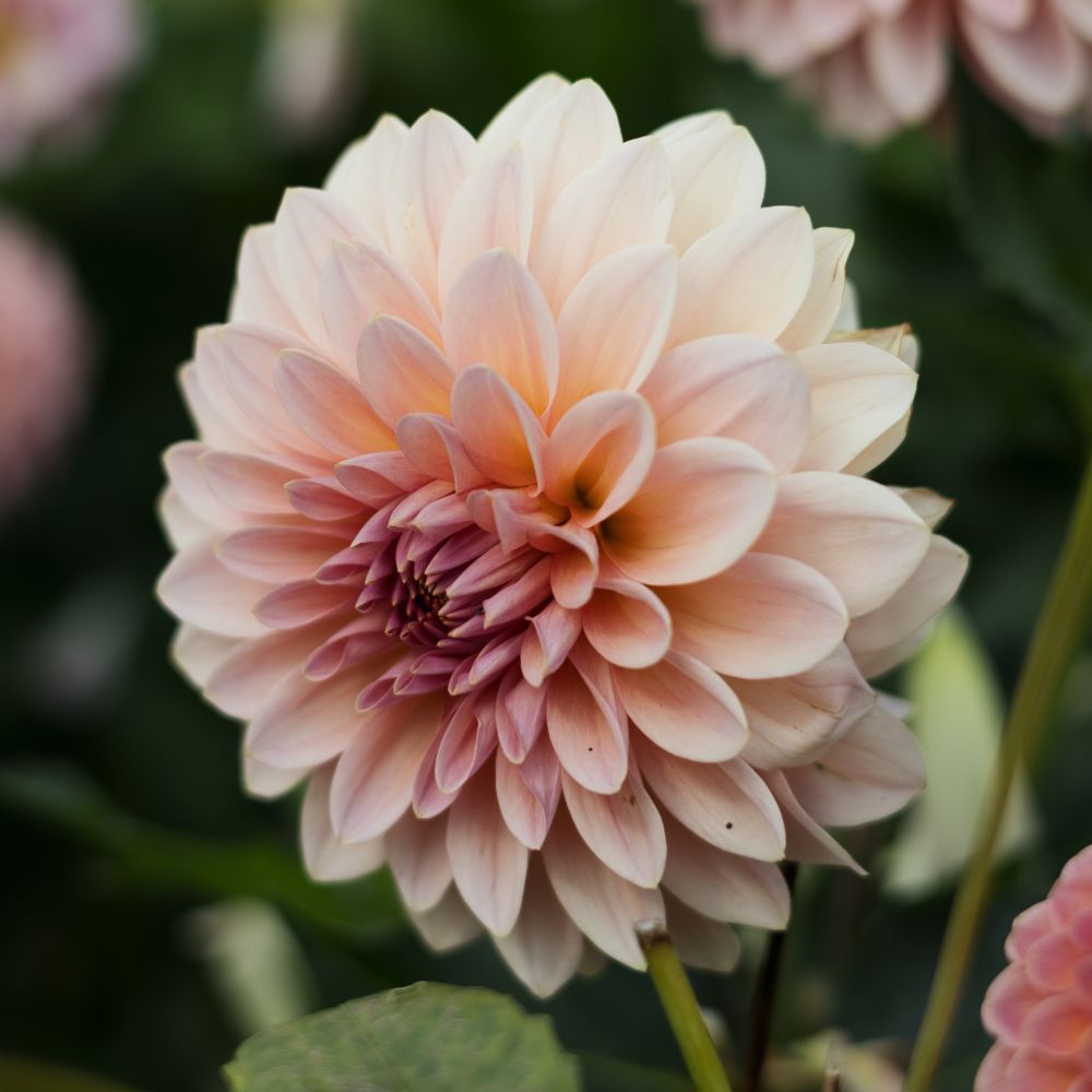 Dahlia 'Beauty Queen'