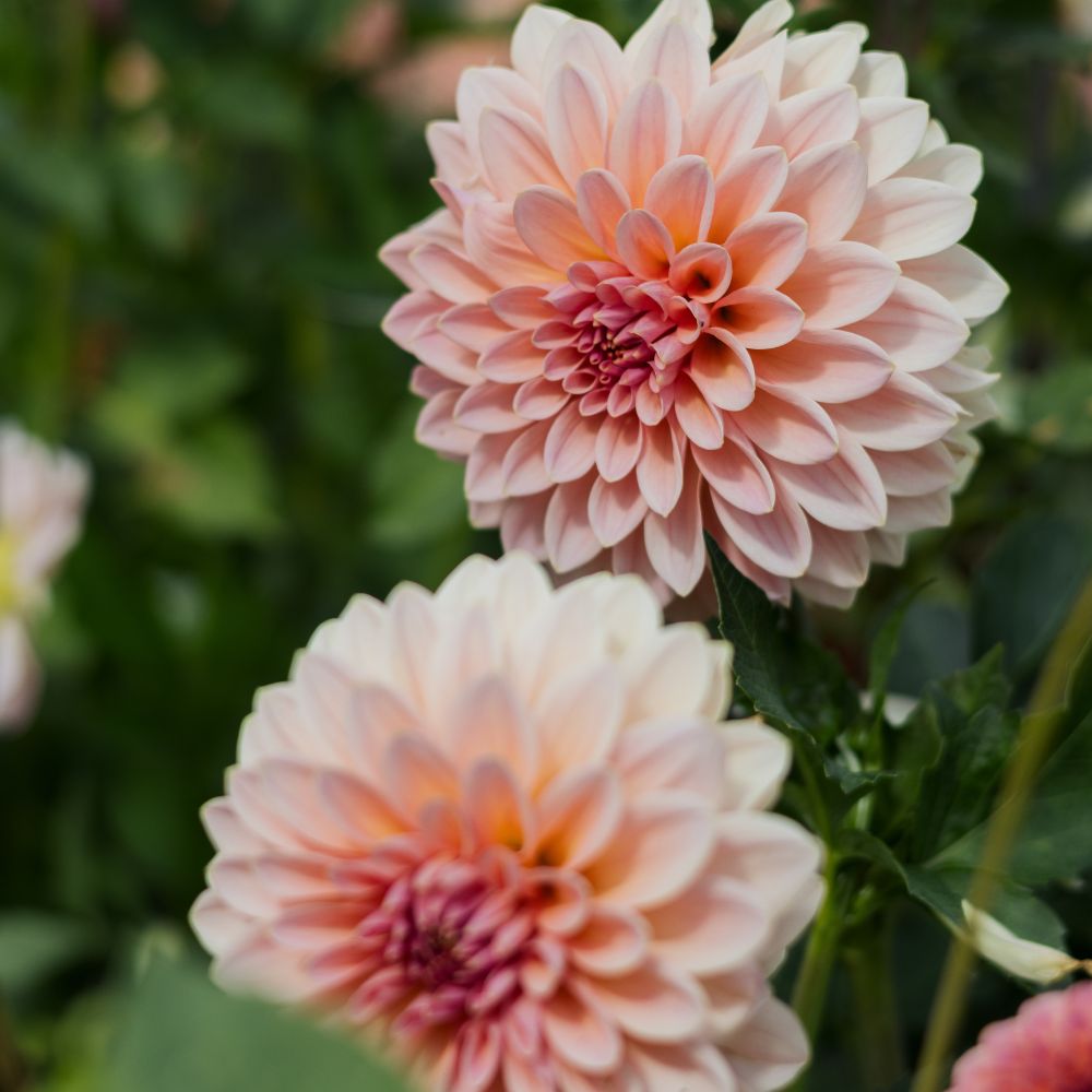 Dahlia 'Beauty Queen'