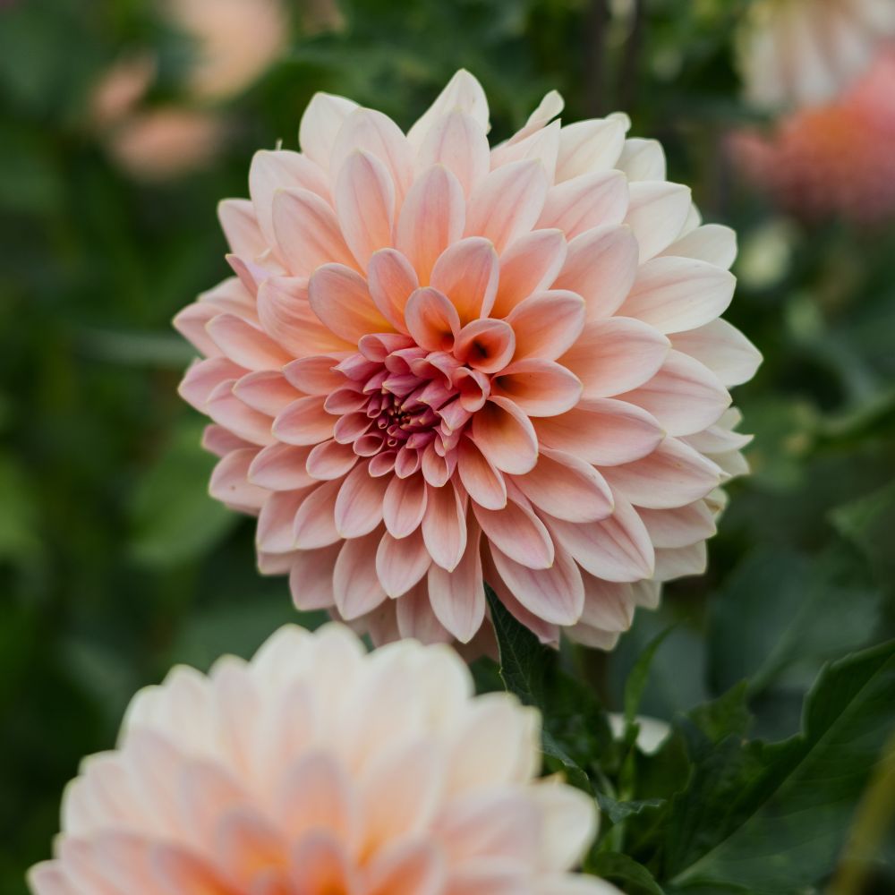 Dahlia 'Beauty Queen'