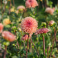 Dahlia 'Bestseller'