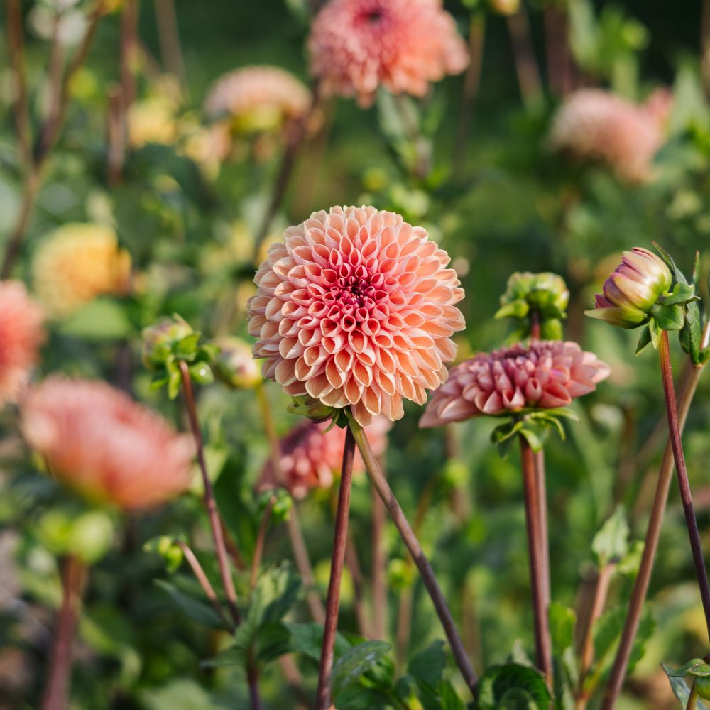 Dahlia 'Bestseller'