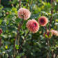 Dahlia 'Bestseller'