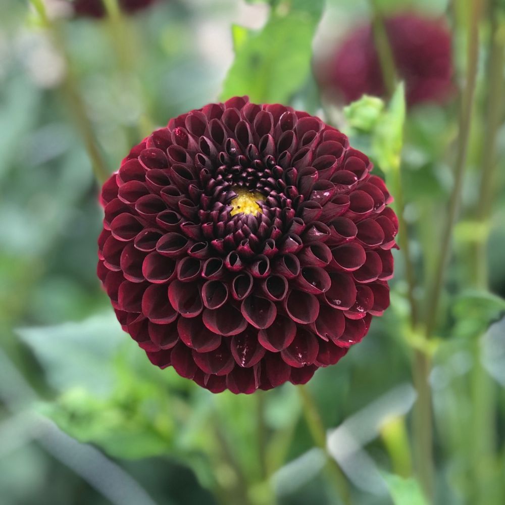 Dahlia 'Black Pierre'