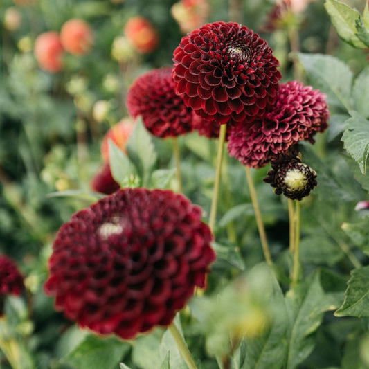 Dahlia 'Black Pierre'