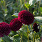 Dahlia 'Black Pierre'
